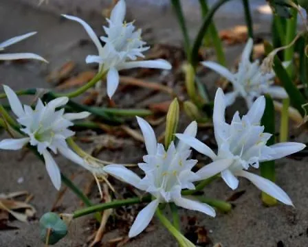 La Terrazza Sul Mare Feriehus Ascea